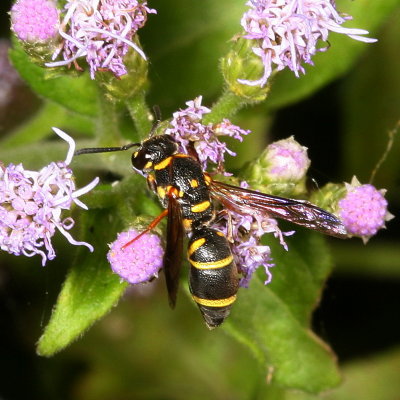 Parancistrocerus fulvipes