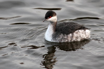 Horned Grebe