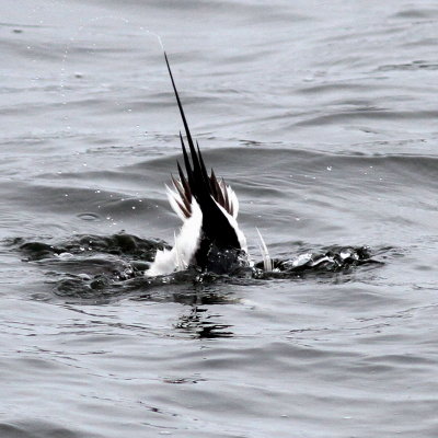 Long-tailed Duck ♂