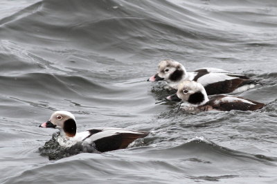 Long-tailed Ducks