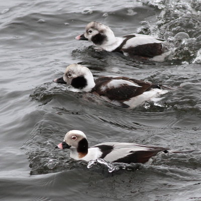 Long-tailed Ducks