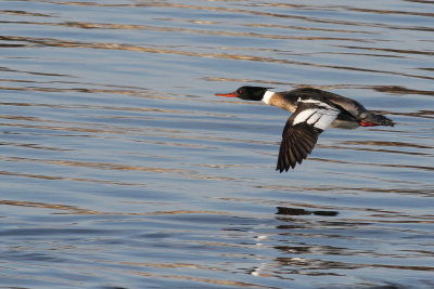 Red-breasted Merganser ♂