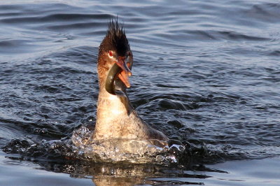 Red-breasted Merganser ♀