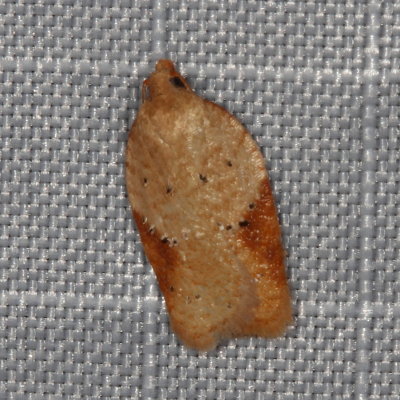 Hodges#3516 * Acleris comandrana 