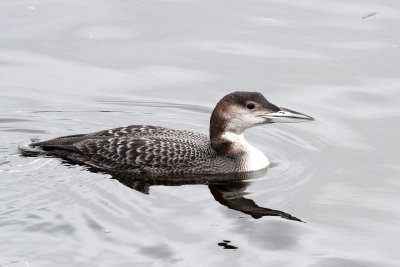 Common Loon