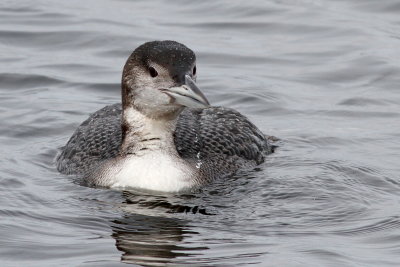 Common Loon 