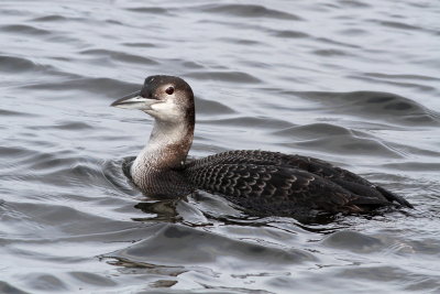 Common Loon 