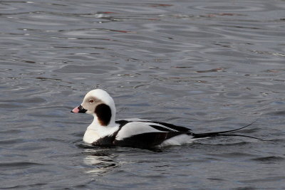 Long-tailed Duck ♂