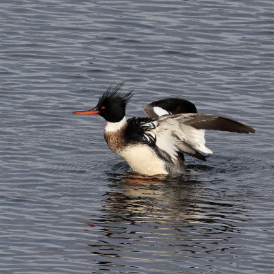 Red-breasted Merganser ♂