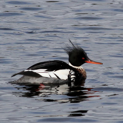 Red-breasted Merganser ♂