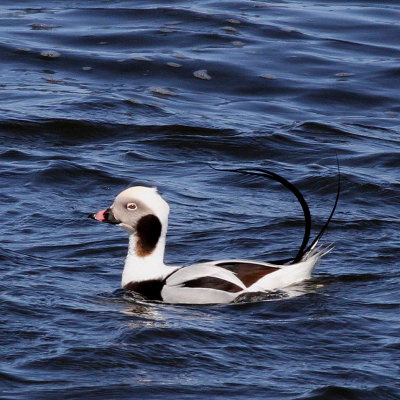 Long-tailed Duck ♂