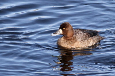 Lesser Scaup ♀