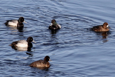 Lesser Scaup