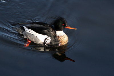 Red-breasted Merganser ♂