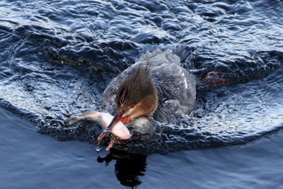 Red-breasted Merganser ♀