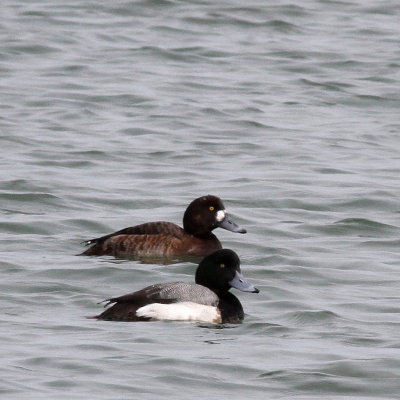 Greater Scaup 