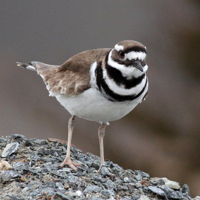 Killdeer