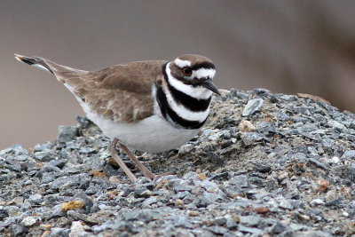 Killdeer