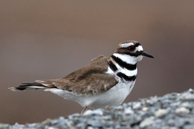 Killdeer