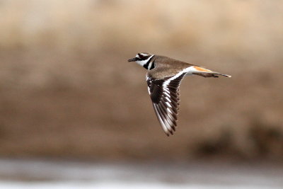 Killdeer