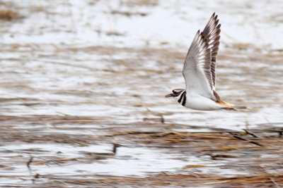 Killdeer