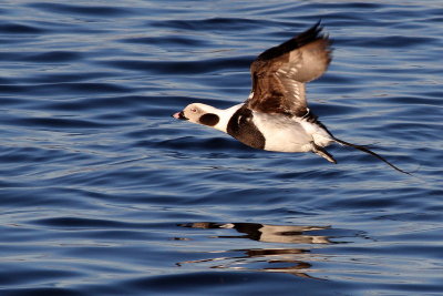 Long-tailed Duck ♂