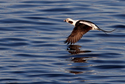 Long-tailed Duck ♂