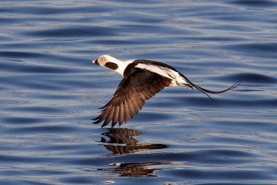 Long-tailed Duck ♂