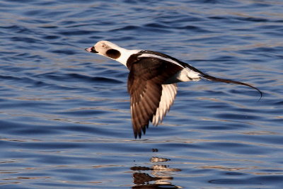 Long-tailed Duck ♂