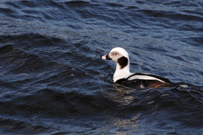 Long-tailed Duck ♂