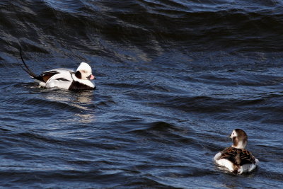 Long-tailed Ducks