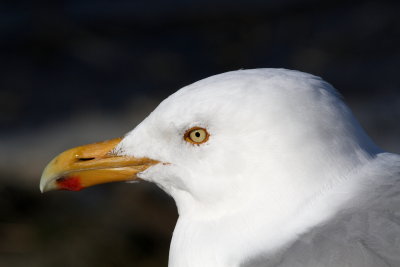 Herring Gull