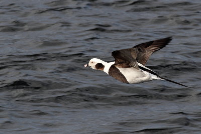 Long-tailed Duck ♂
