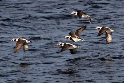 Long-tailed Ducks