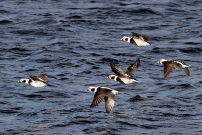 Long-tailed Ducks