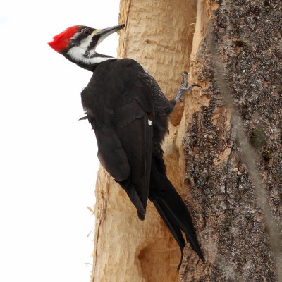 Pileated Woodpecker ♀