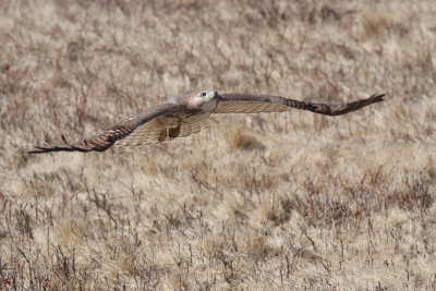 Red-tailed Hawk / juvenile