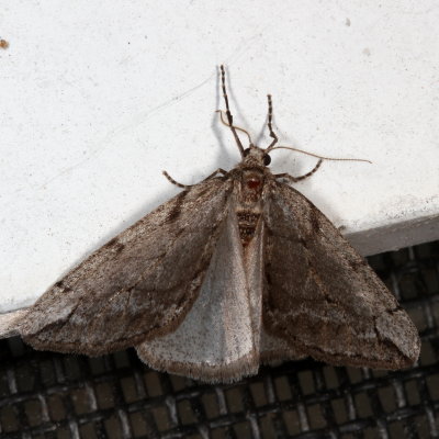 Hodges#6662 * Spring Cankerworm Moth ♂