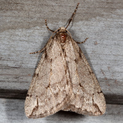 Hodges#6662 * Spring Cankerworm Moth ♂  * Paleacrita vernata
