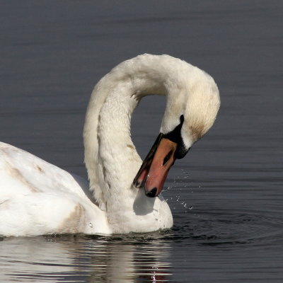 Mute Swan