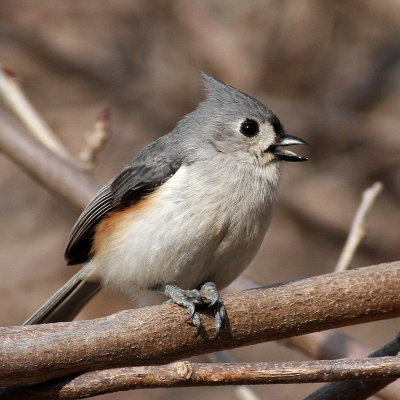 Tufted Titmouse