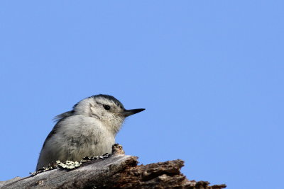 White-breasted Nuthatch