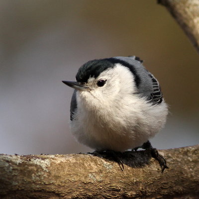 White-breasted Nuthatch