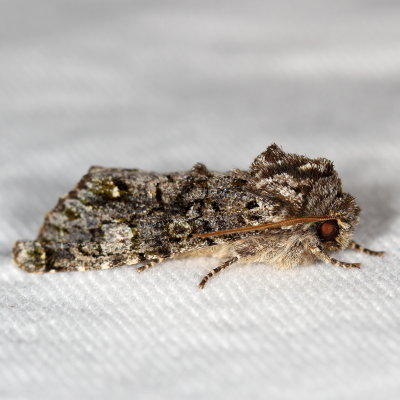Hodges#10021 * Grote's Sallow * Copivaleria grotei
