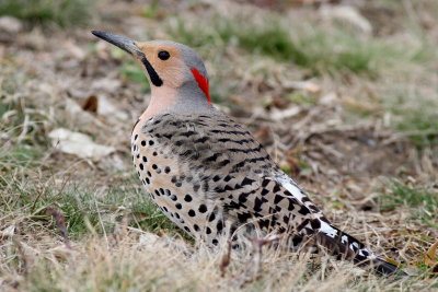 Northern Flicker ♂ / (Yellow-shafted)
