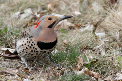 Northern Flicker ♂ / (Yellow-shafted)