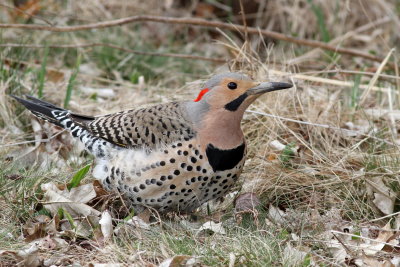 Northern Flicker ♂ / (Yellow-shafted)