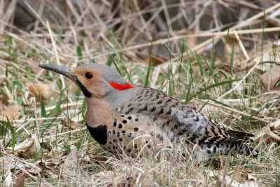 Northern Flicker ♂ / (Yellow-shafted)