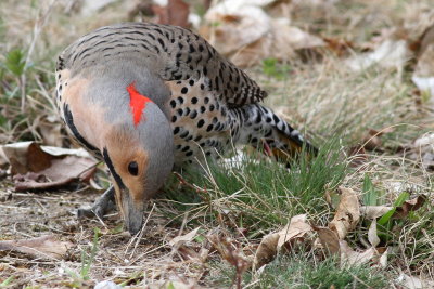 Northern Flicker ♂ / (Yellow-shafted)
