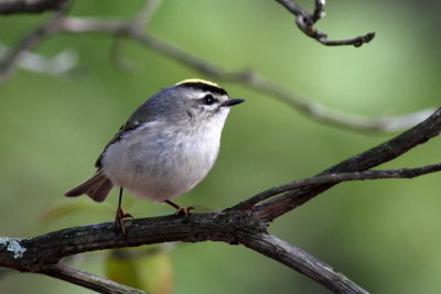 Golden-crowned Kinglet